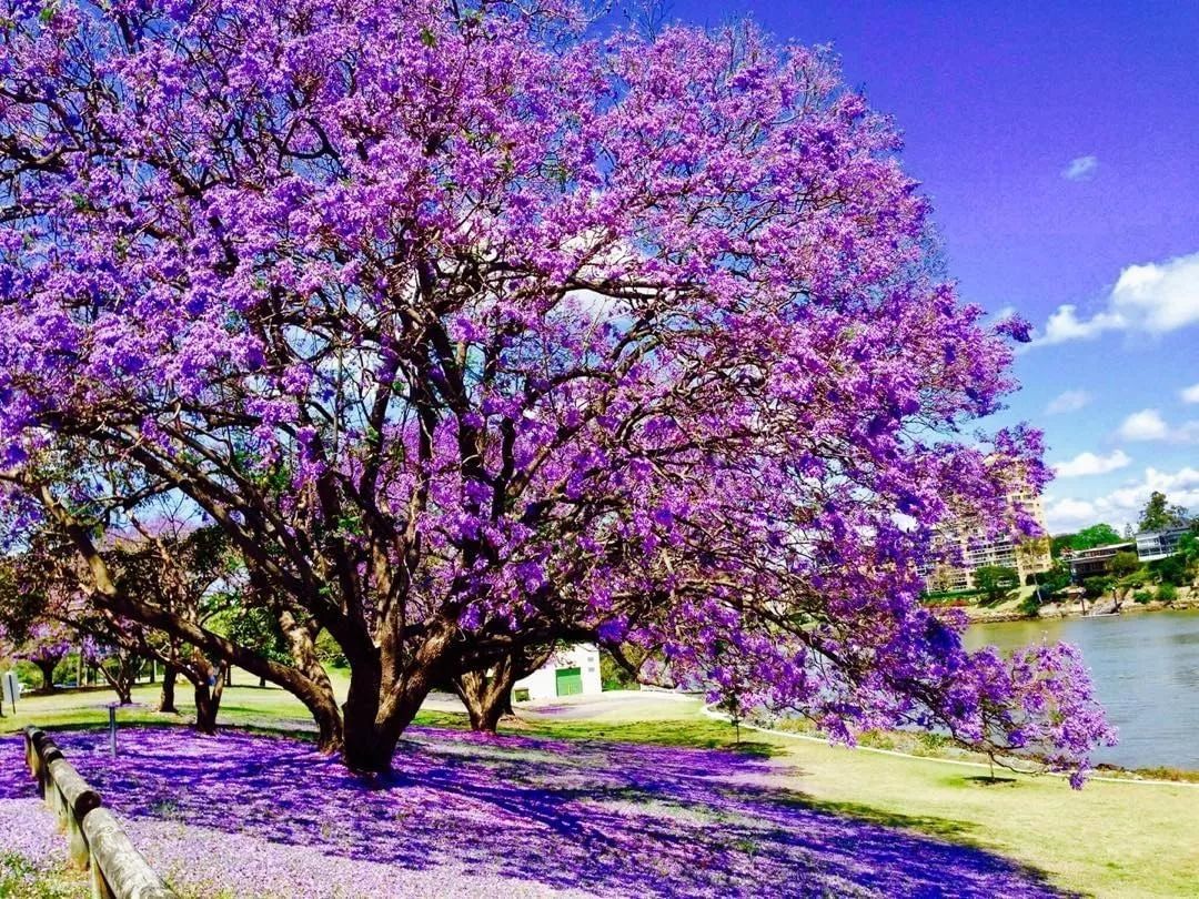 路边开紫色花的绿化树图片