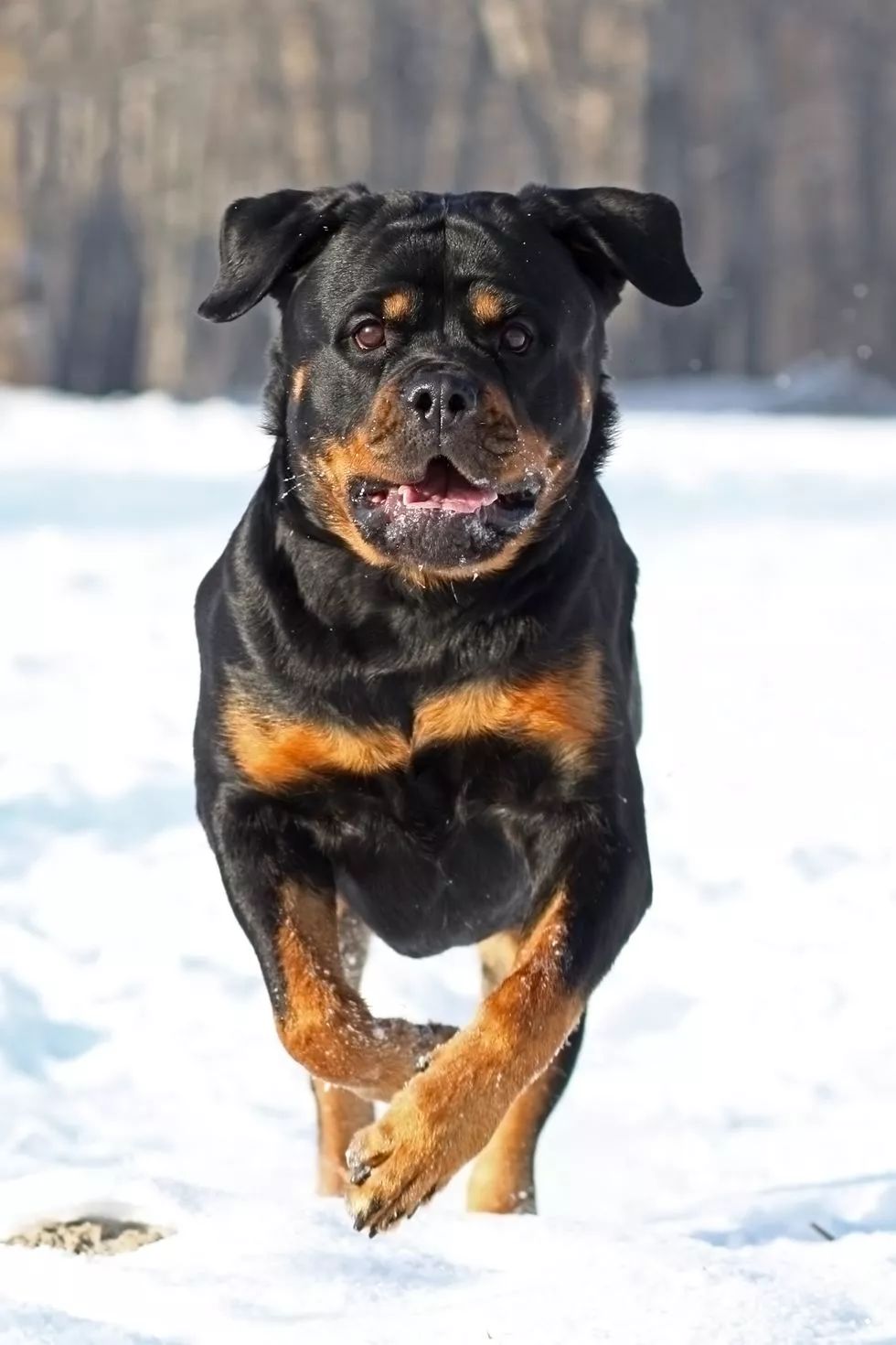 护卫犬前十名图片