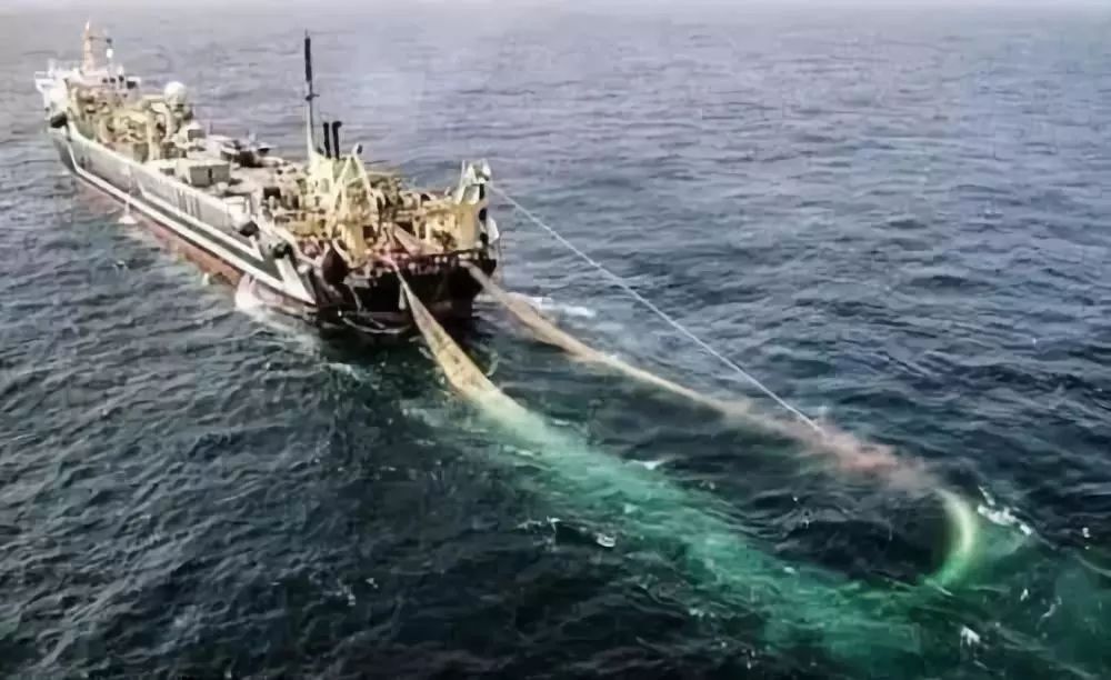 重磅2019年起拖网单锚张纲张网单船大型深水有囊围网作业渔船将被严禁