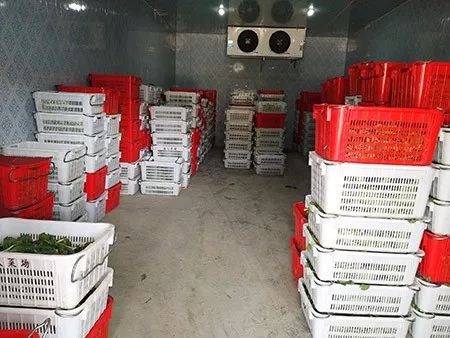 紫云尅座坝区:蔬菜丰产收割忙