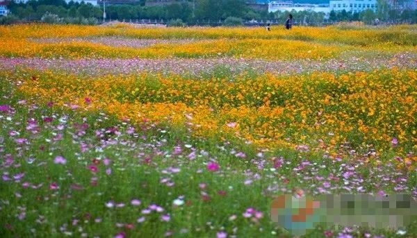 花海花田十六個常用品種推薦