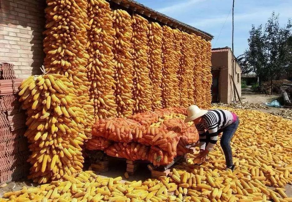实拍农村掰玉米棒子场面你今年回家掰棒子了吗