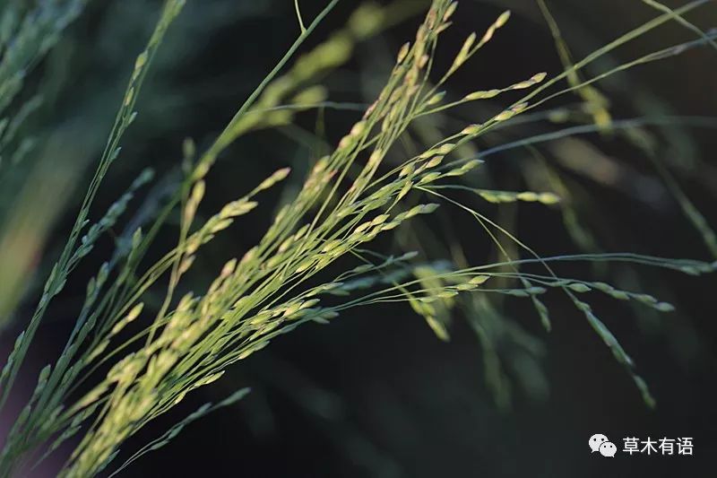 糠稷让人浮想联翩的杂草