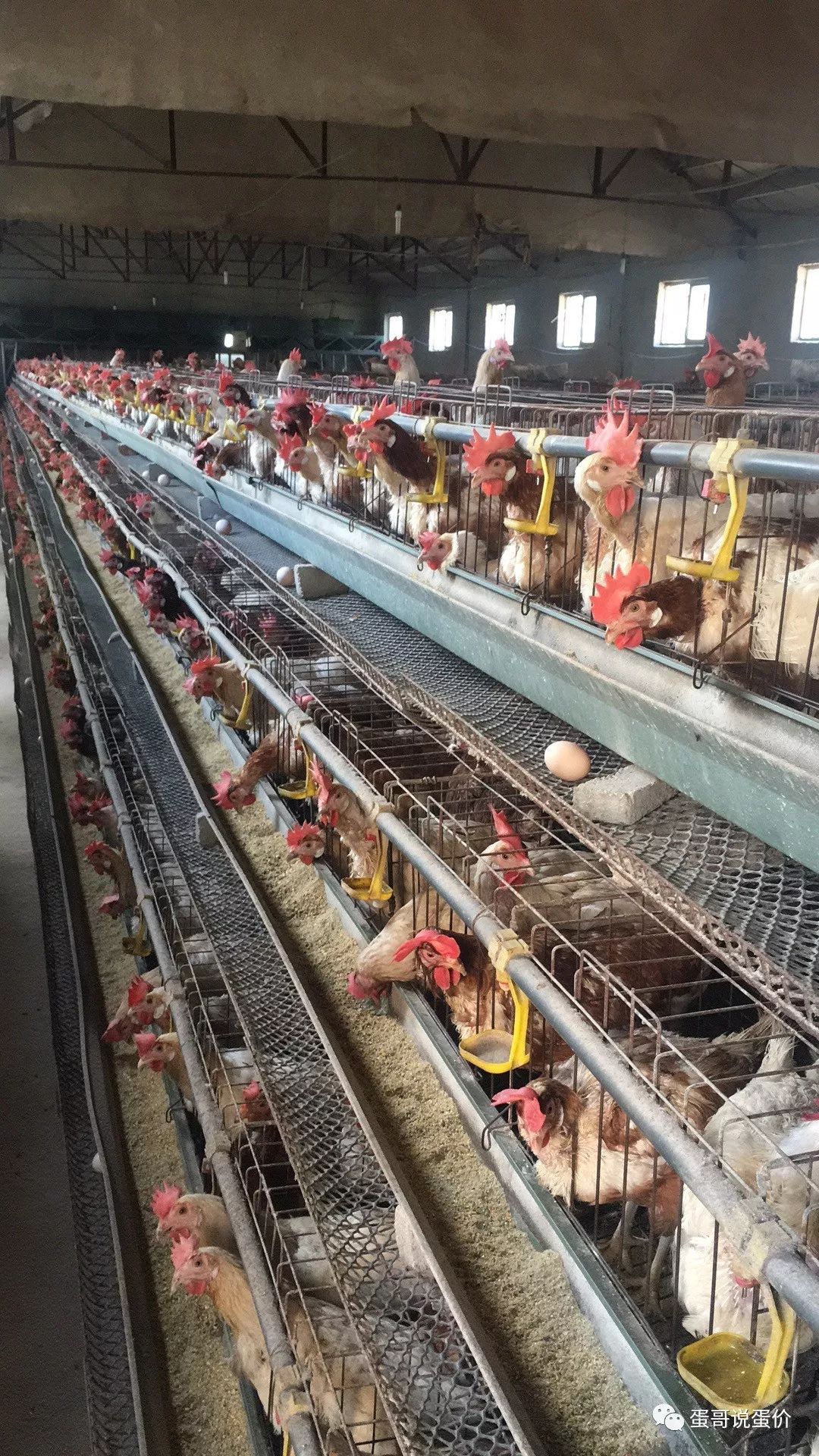 办养鸡场要什么手续养1万蛋鸡要多少成本