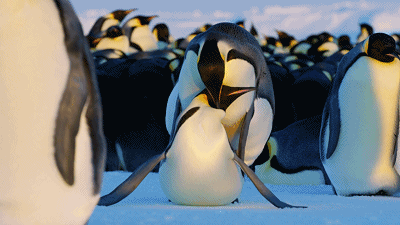 经过数周的等待,下一代的帝企鹅呱呱坠地.