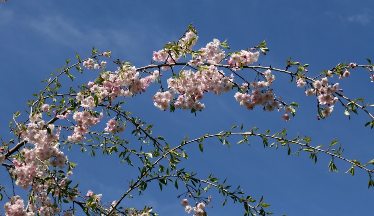 美国垂枝红樱极具观赏价值江西垂枝樱小苗出售垂枝樱苗供应