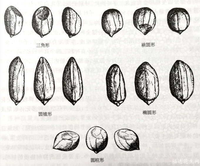 花生结构示意图图片