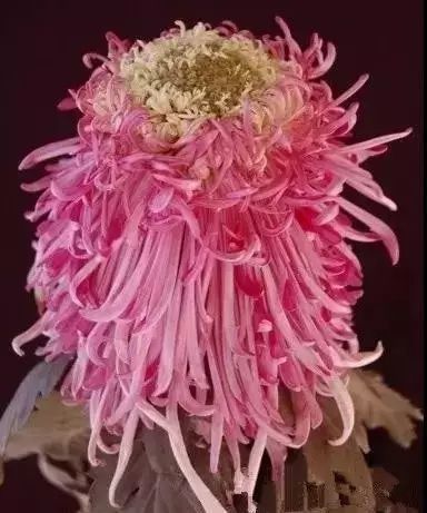 飘绿绮69,晓妆方罢68,丝露花雨67,香雪绣球66,桃山带归65,灰鹤展翅64