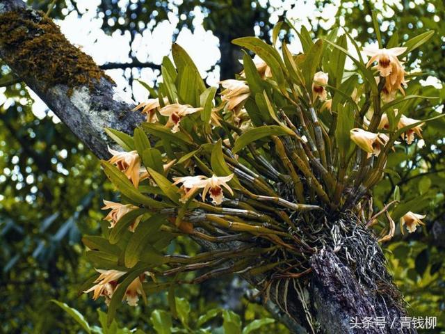 热带雨林附生兰栽培技术