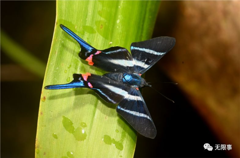在环火山登山步道上,我就偶遇到一只尾突长长的蚬蝶(长尾松蚬蝶)