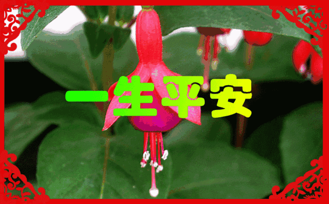 640_397gif 动态图 动图