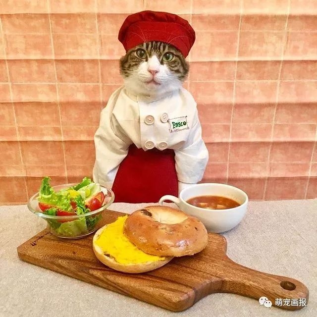 客官这顿饭想吃啥尽管吩咐我猫咪大厨67676767