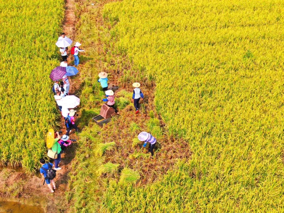 丰收嘉年华,赤坭这片金色"吸粉"不少!你来了没有?