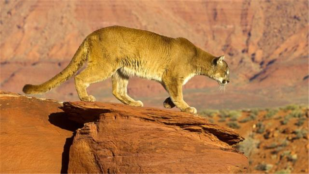 原创美洲金猫遭60岁大爷猎杀像西貒与豪猪这样难缠猎物它都能拿下