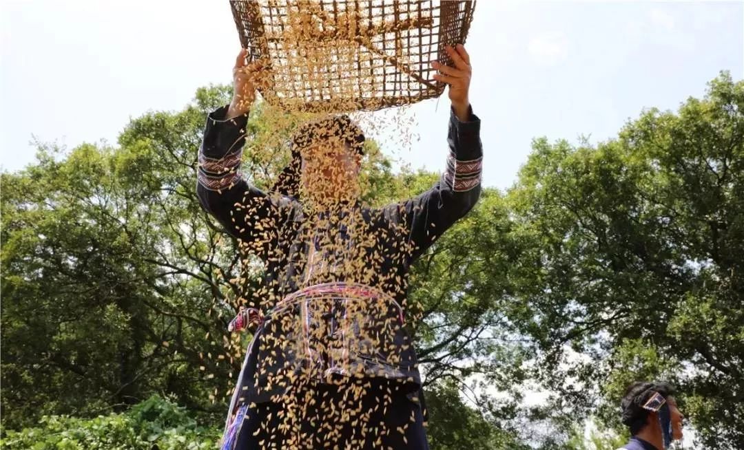 打谷子咯!农村这些打谷子的工具,通山人你还记得几个?_荆门