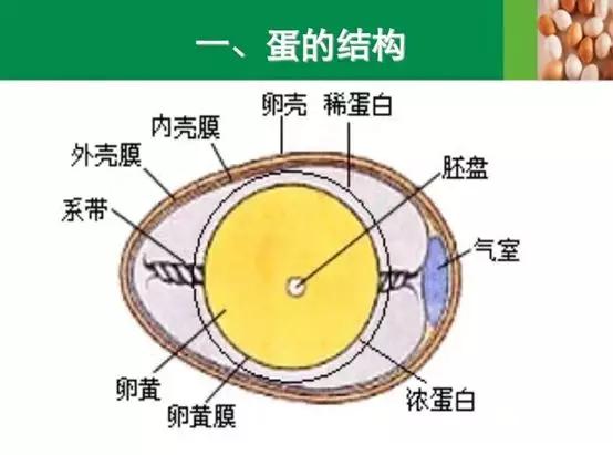 生鸡蛋内部结构图片