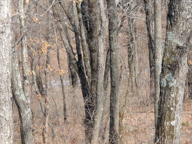 原创考眼力!你能找到树林里的那只豹子吗?