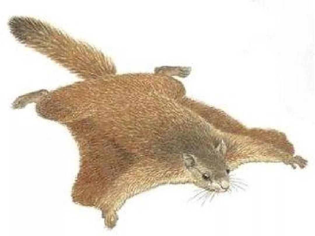 部编版二年级上册第13课寒号鸟知识点图文解读