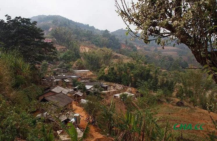 双江县勐库镇的冰岛茶叶被中国茶叶界誉为茶叶皇冠上的明珠,以冰岛村