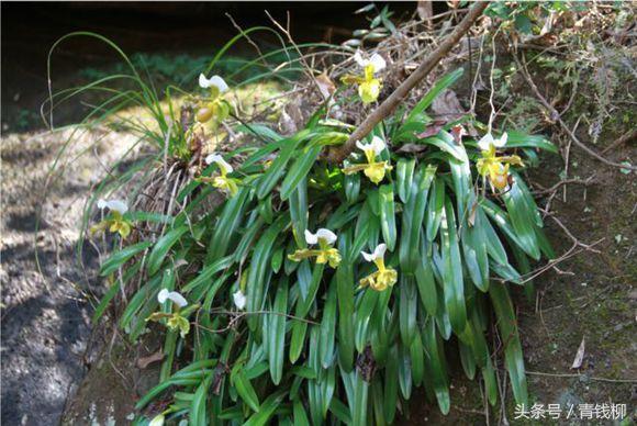 热带雨林附生兰栽培技术
