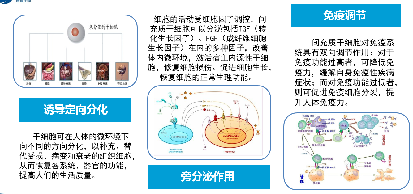 間充質幹細胞在風溼免疫疾病的治療進展