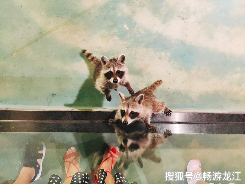 金爵万象hizoo万象萌宠公园