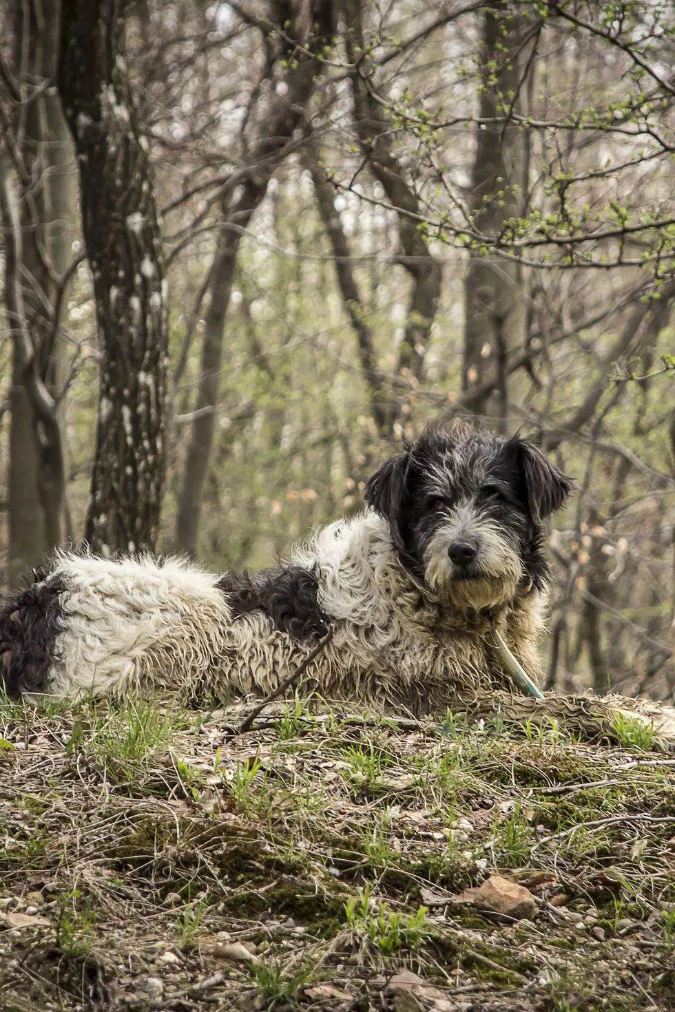 护卫犬种类图片