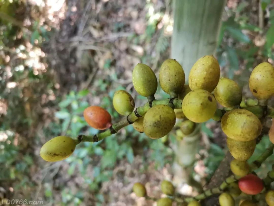 木花生果实图片