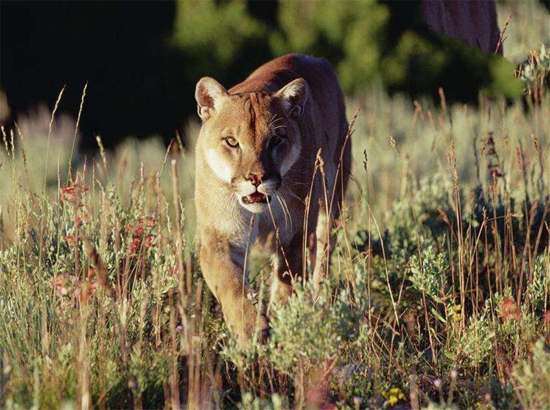 原创美洲金猫遭60岁大爷猎杀像西貒与豪猪这样难缠猎物它都能拿下