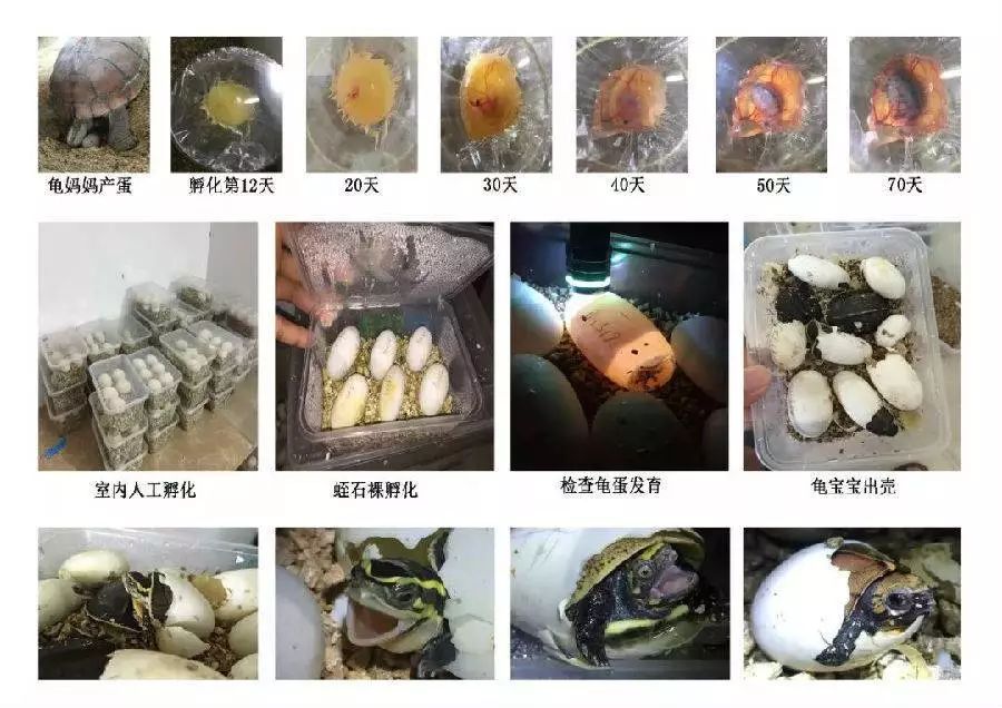 草龟蛋孵化过程变化图图片