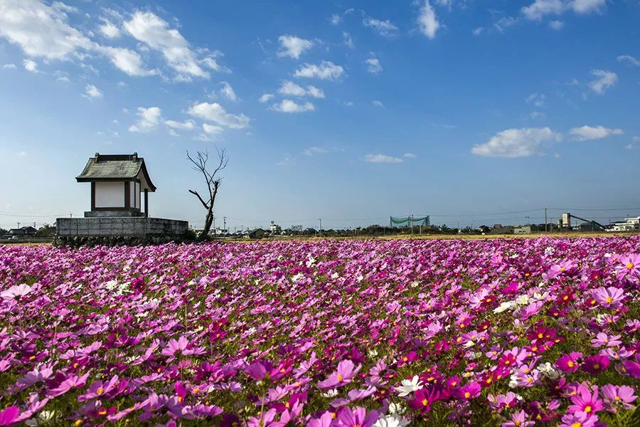 花海花田十六个常用品种推荐