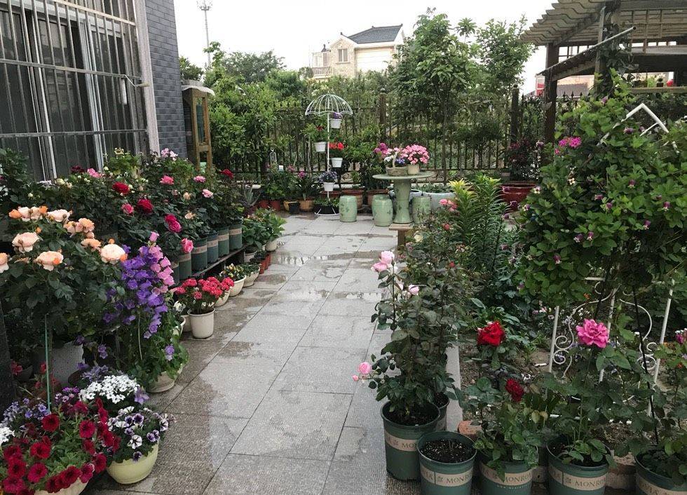 3年打造小院花园网友直呼羡慕啊这样的环境我也想住