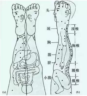 值得好好看针灸按摩全息之精髓全身投影图