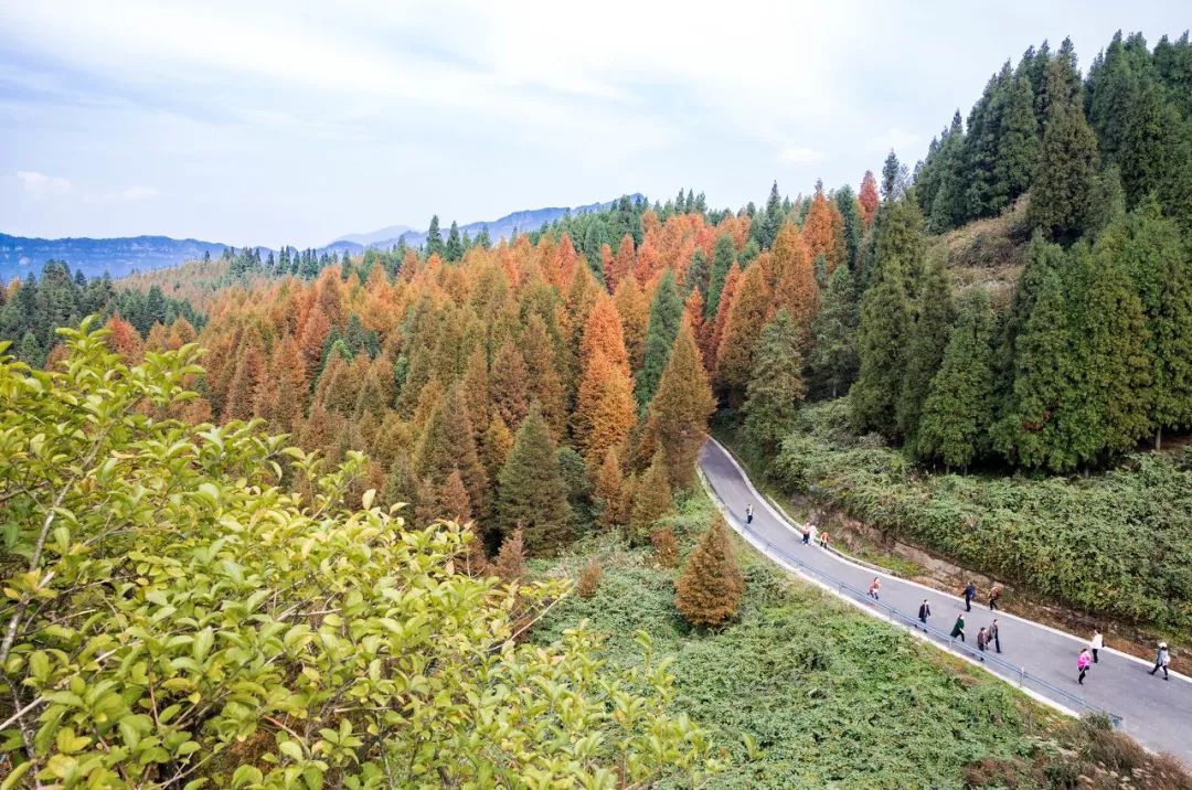 比"枫叶大道"美1000倍,重庆这条自驾路终于要火了_山王