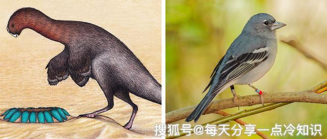 10种随着时间变化而演变的动物