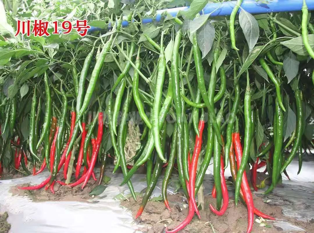 选择心仪的礼包下面让小蔬带您看看有哪些品种广州南蔬品种:朝天椒,青