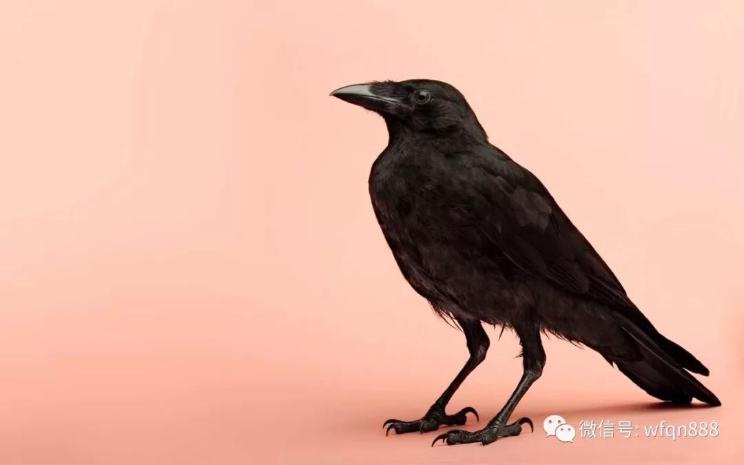 乌鸦并非一直名声不好,在中国古代,乌鸦曾被当做吉祥鸟
