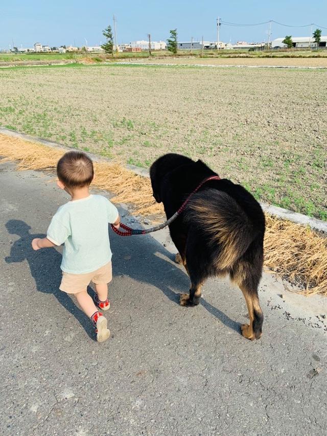 小男孩牵着124斤藏獒散步,狗狗突然冲进草丛,结果却让主人暖心!