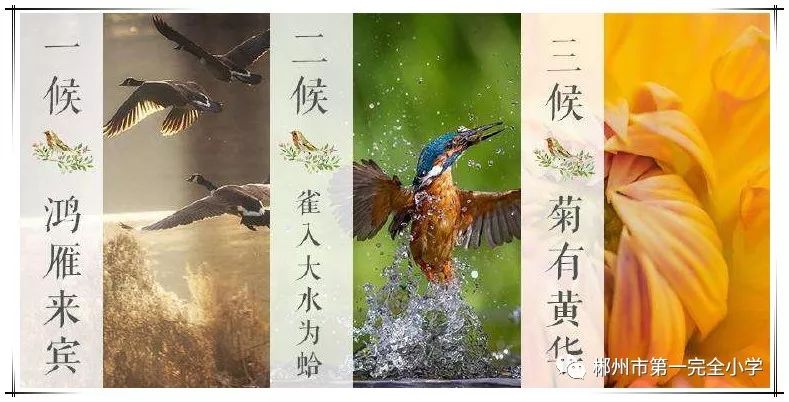 中国古代将寒露分为三候:一候鸿雁来宾,二候雀入大水为蛤,三候菊有黄