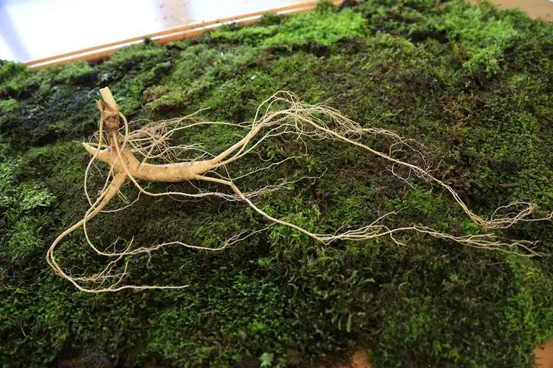 寒露过后,秋病多发,做好这些提高免疫力,家人少生病_人参