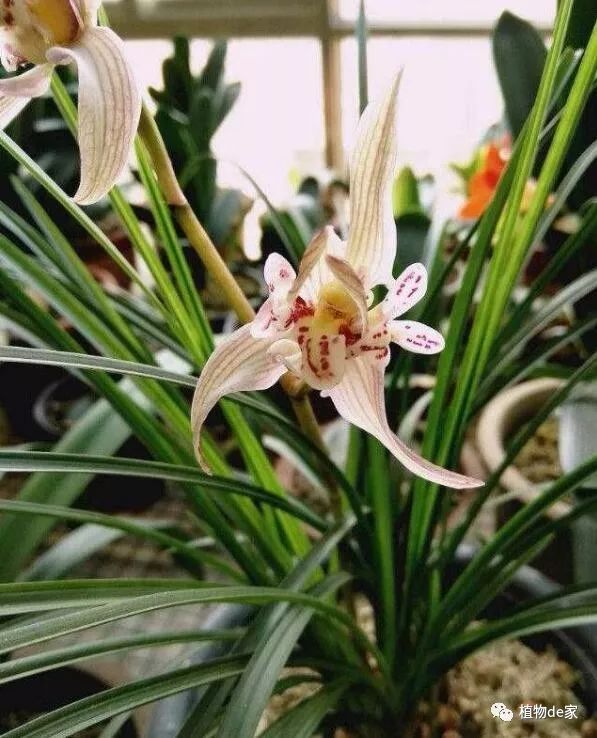 莲瓣兰至尊极品黄金海岸花色罕见幽香怡人值得入手