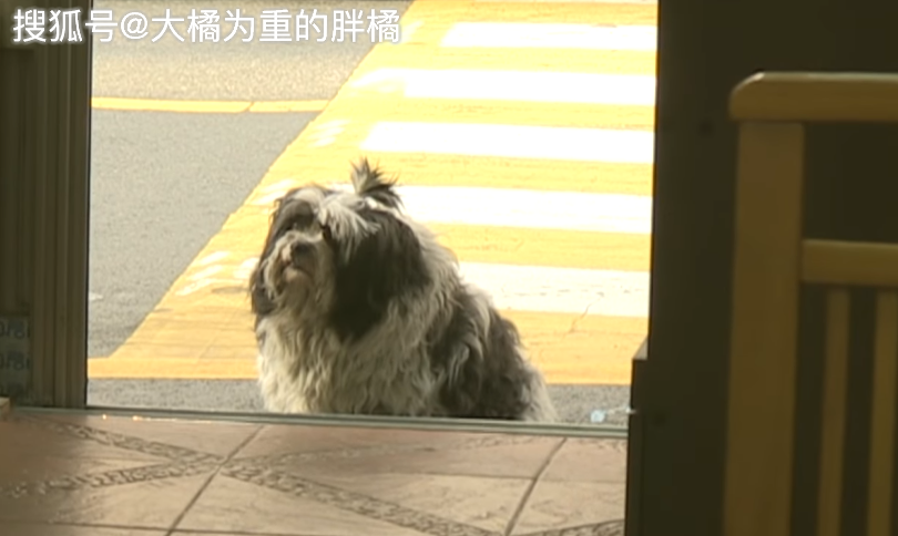 狗狗愛躺著「裝死」，吃飯時竟向7家餐館討食，緣由卻是讓人心疼 寵物 第4張