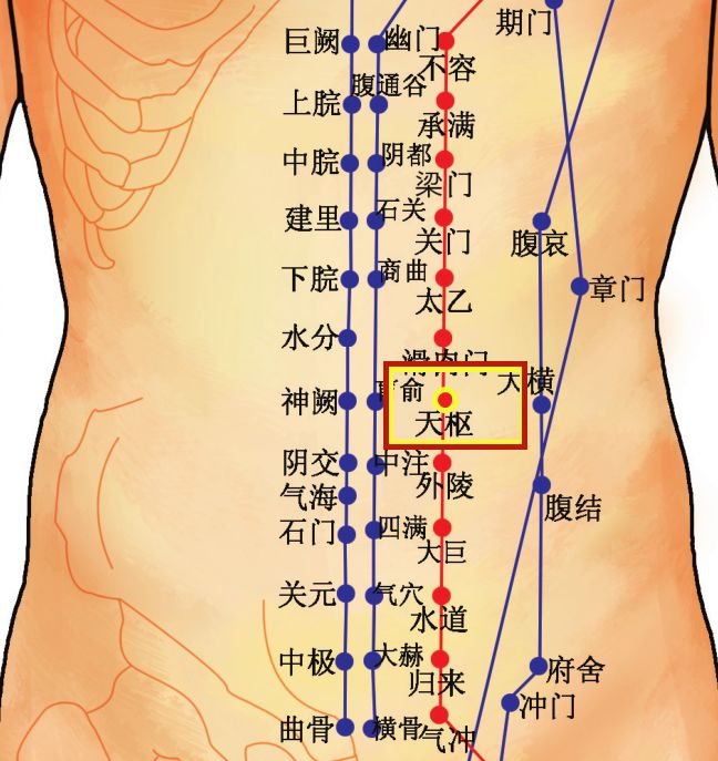 腹部6条经络图 图解图片