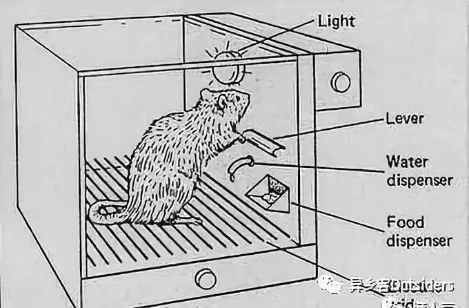 斯金纳的小白鼠实验图片