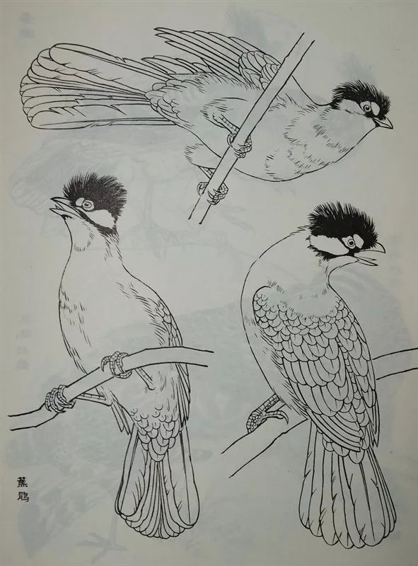 素材白描禽鸟类画谱120幅