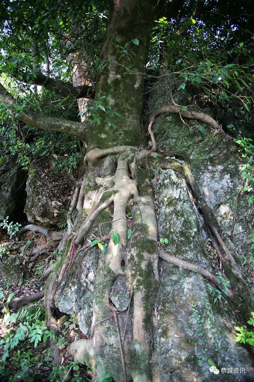 奇闻广西恭城桐竹这蔸石头上的植物堪称奇迹