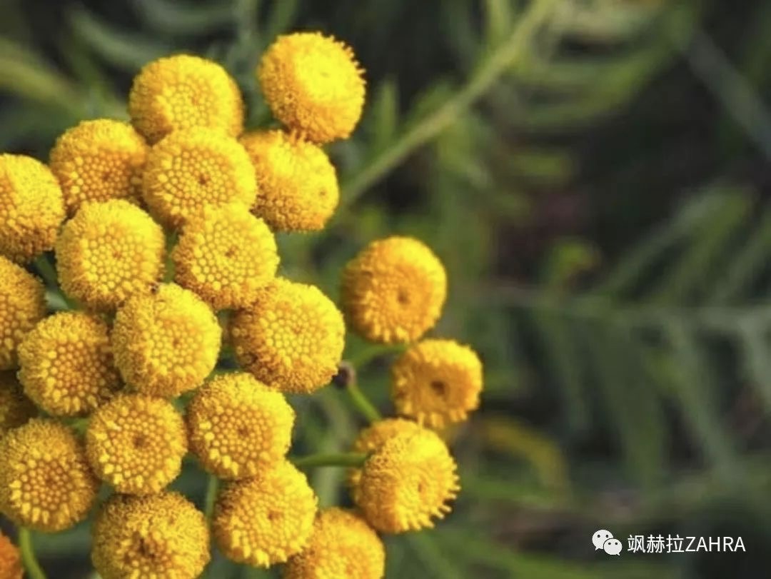 蓝艾菊精油