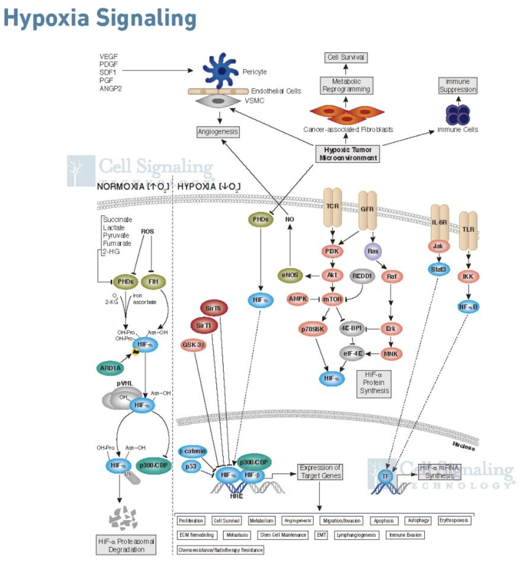 诺贝尔生理学奖高亮了细胞感知和适应氧气变化机制一睹为快