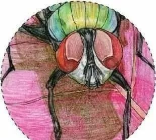 彩铅教程令人讨厌的苍蝇画出来竟然是这个样子