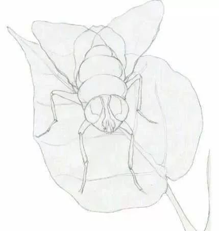 彩铅教程令人讨厌的苍蝇画出来竟然是这个样子